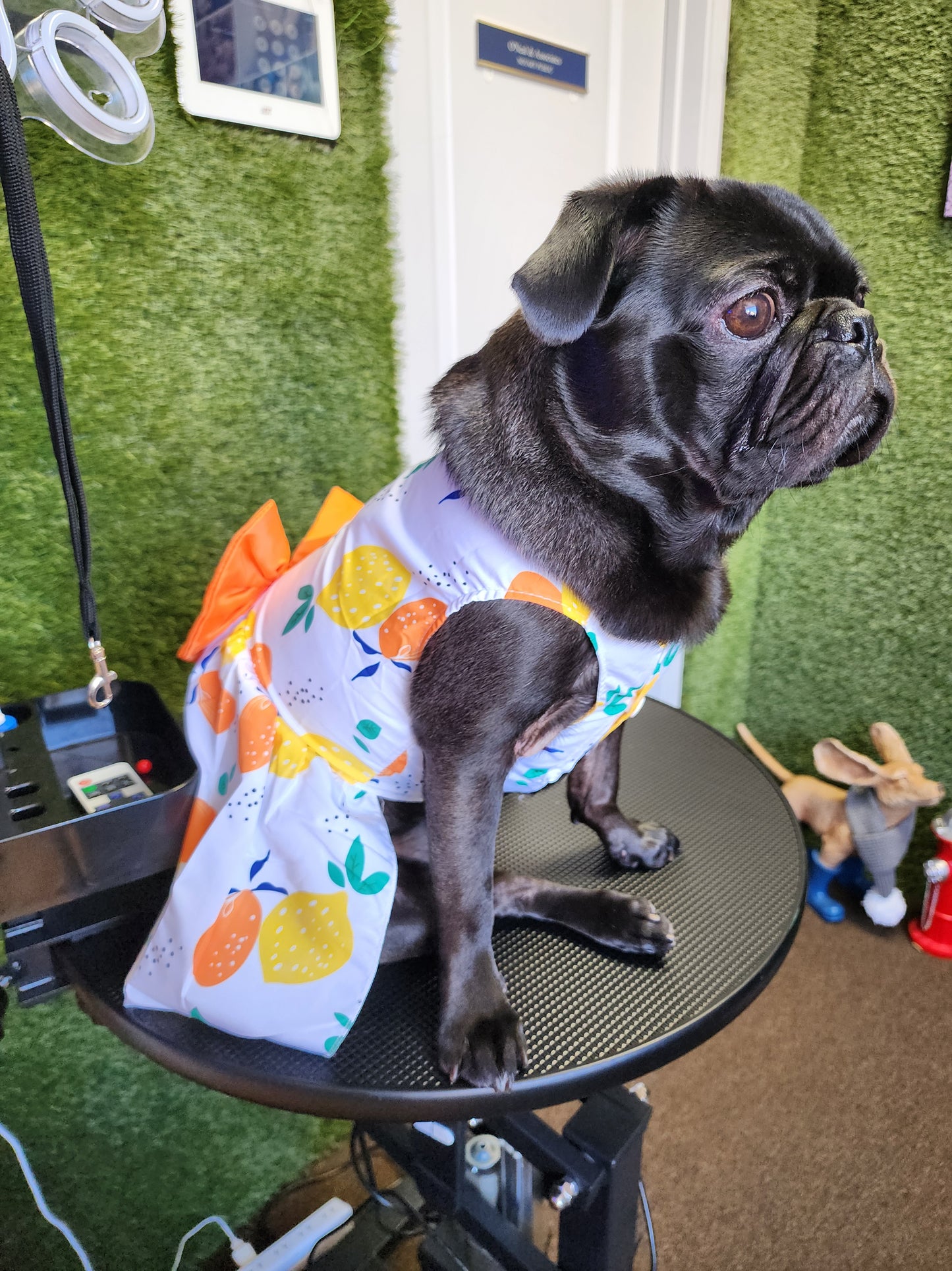 Stylish Bow Pet Dress
