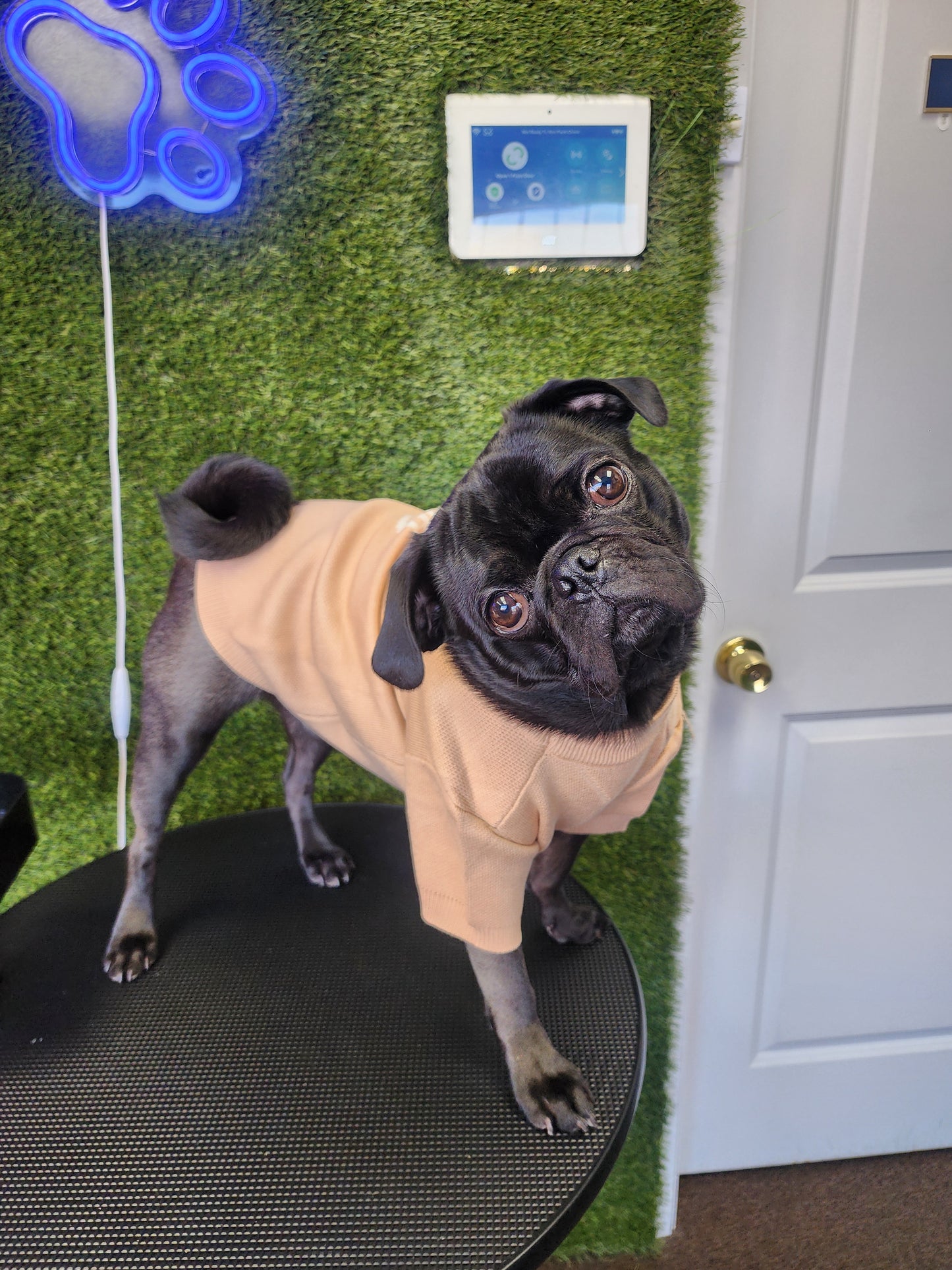 Designer Inspired P Sweater for Small Dogs