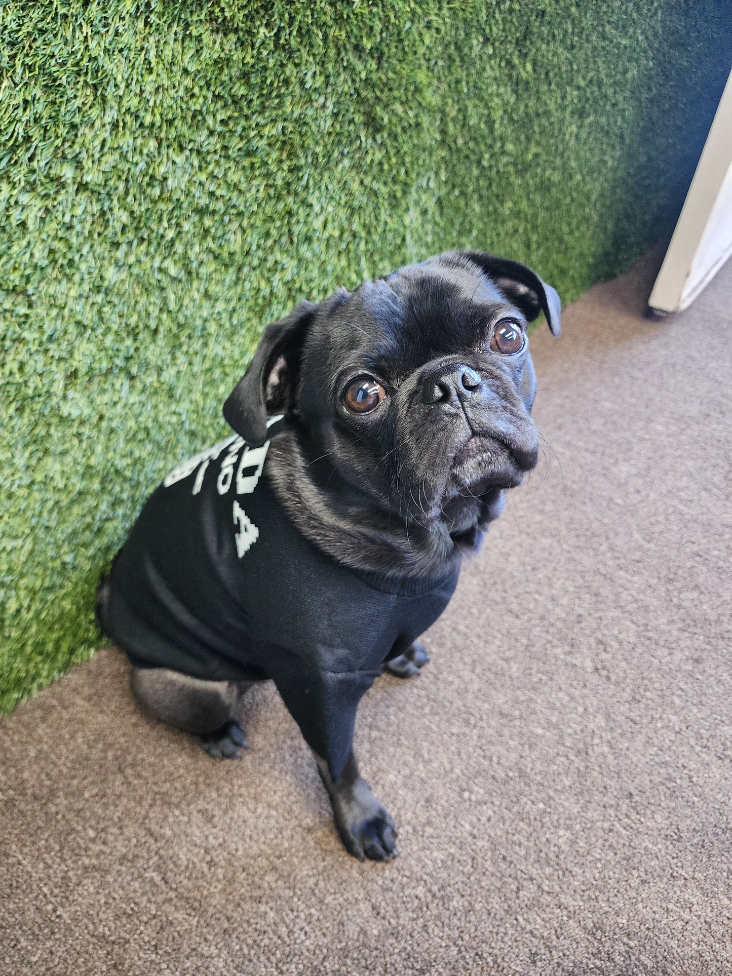 Designer Inspired P Sweater for Small Dogs