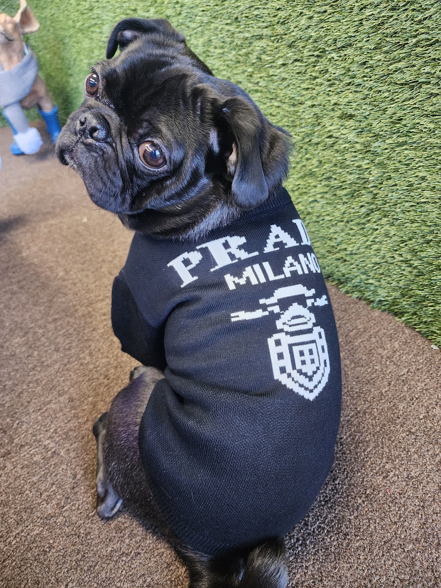 Designer Inspired P Sweater for Small Dogs