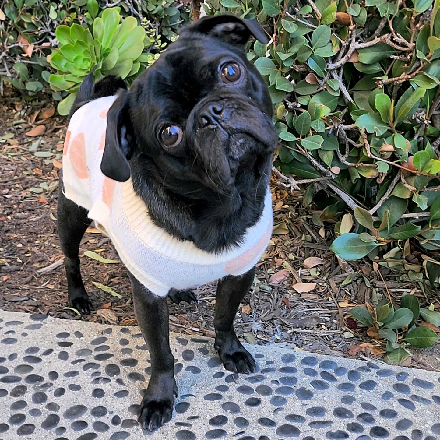 Autumn Pumpkin Dog Sweater – Cozy Fall Outfit for Your Pup