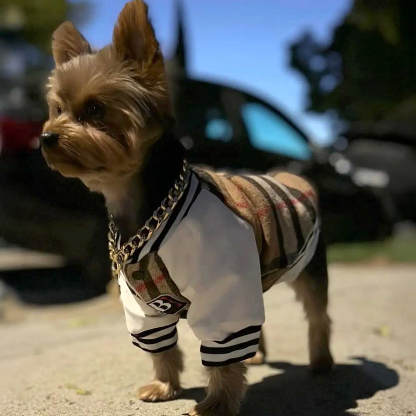 Designer Inspired B Sweater for Small Pets