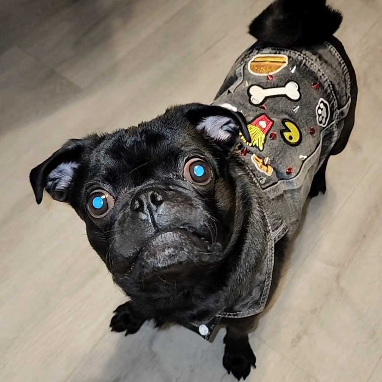 Custom Made Black Denim Pet Vests