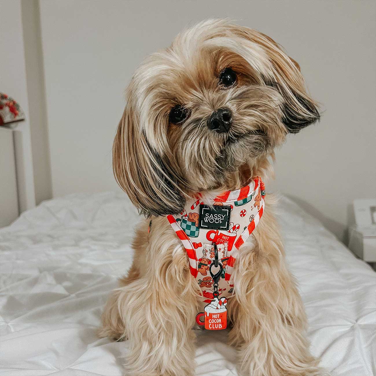 Small dog wearing a colorful harness on a bed