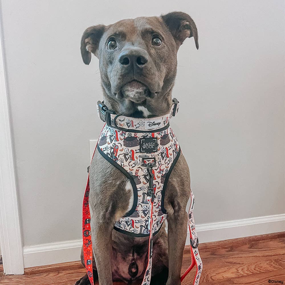 Dog wearing a patterned harness and leash indoors