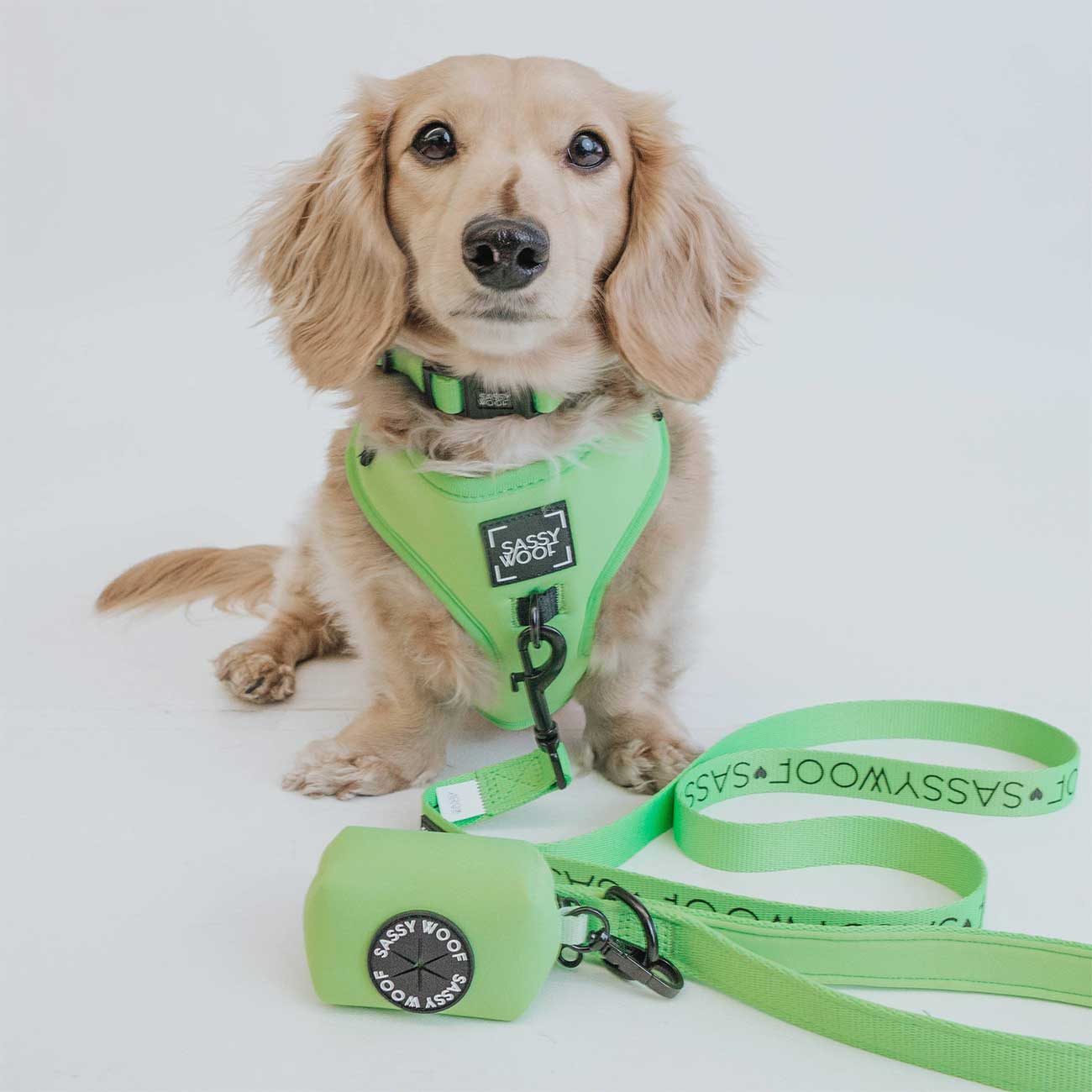 Dog wearing a green harness and leash set with 'Sassy Woof' branding on a white background