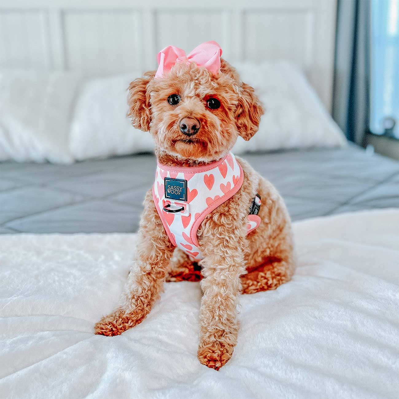 Small dog wearing a pink heart-patterned harness and bow on a bed.