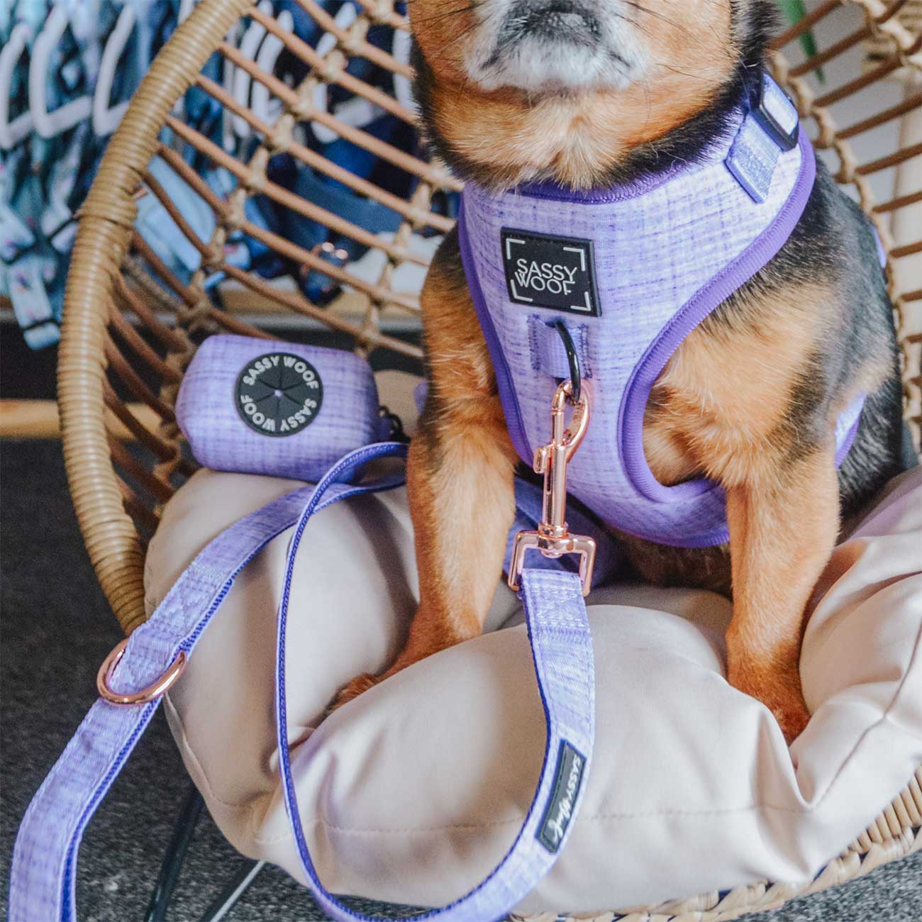 Dog wearing a purple harness with 'Sassy Woof' branding, sitting on a cushioned chair next to a purple dog waste bag holder.