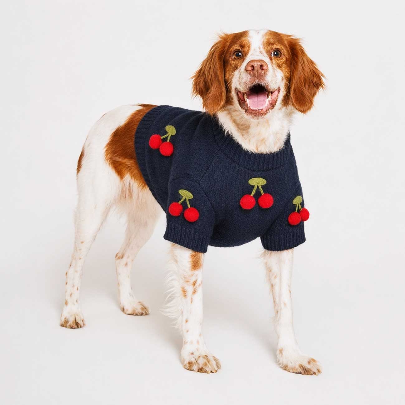 Dog wearing a navy sweater with red cherry designs on a white background