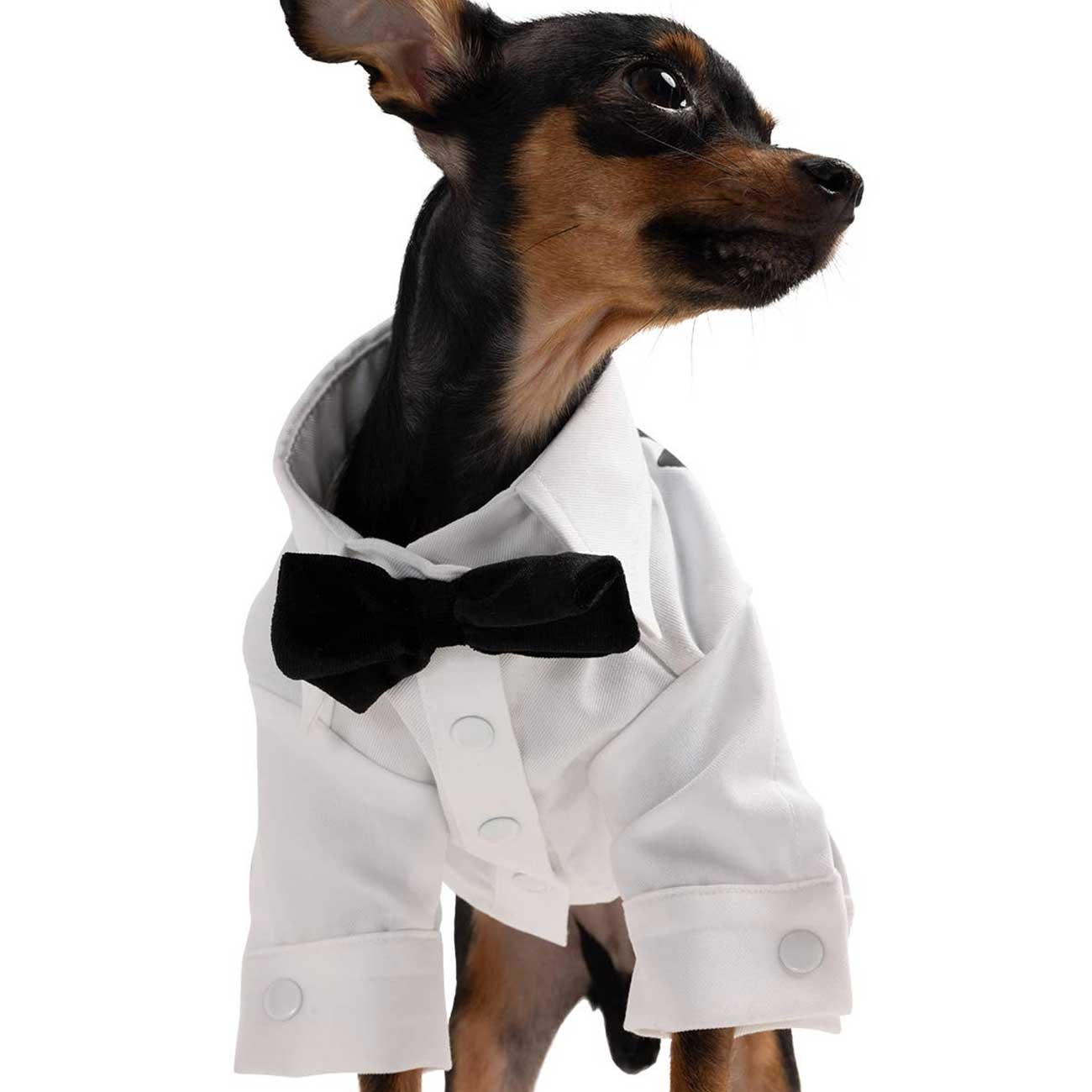 Dog wearing a white tuxedo with a black bow tie on a white background