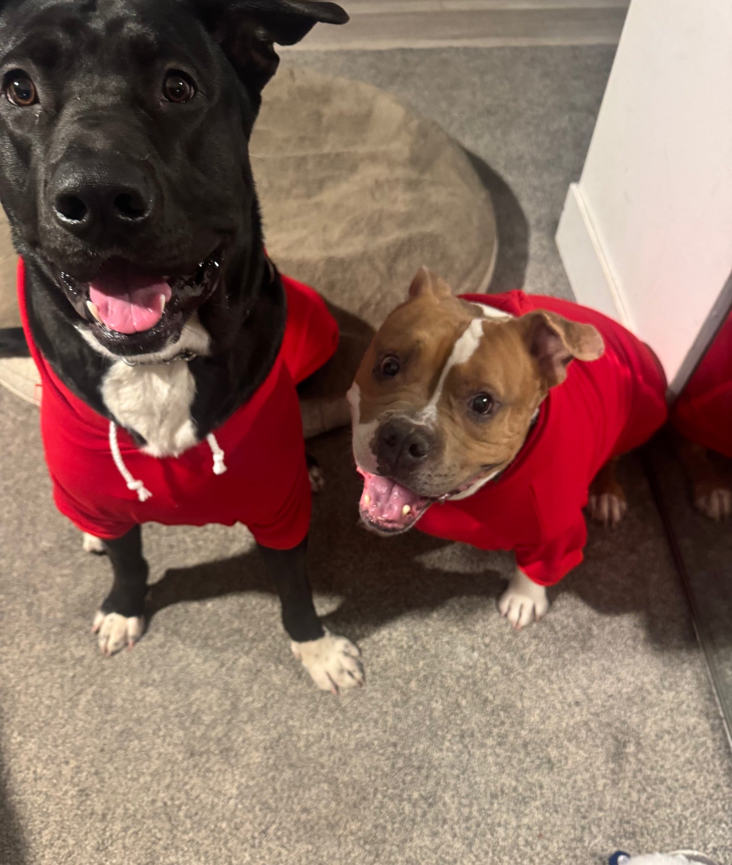 Pawty Little Things Pet Sweatshirt with Hoodie