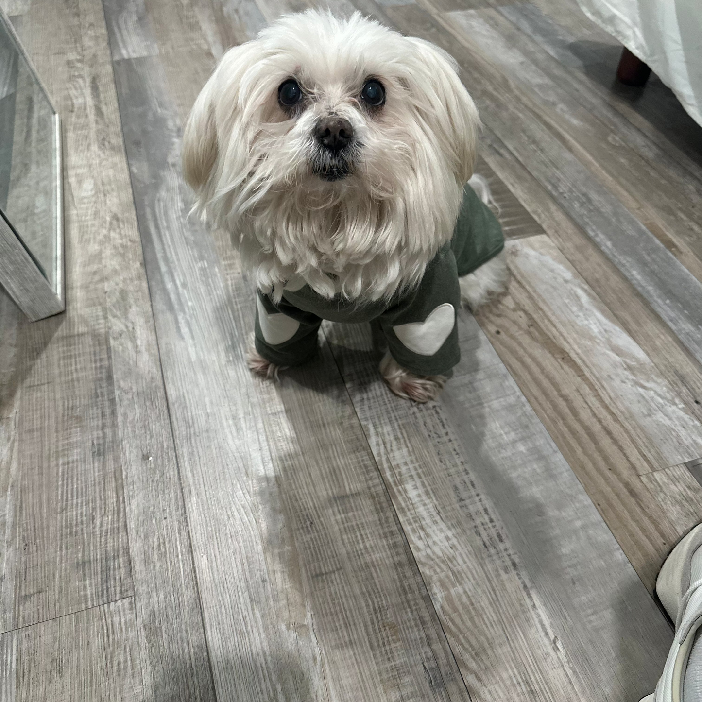 Heart Sleeve Dog Shirt