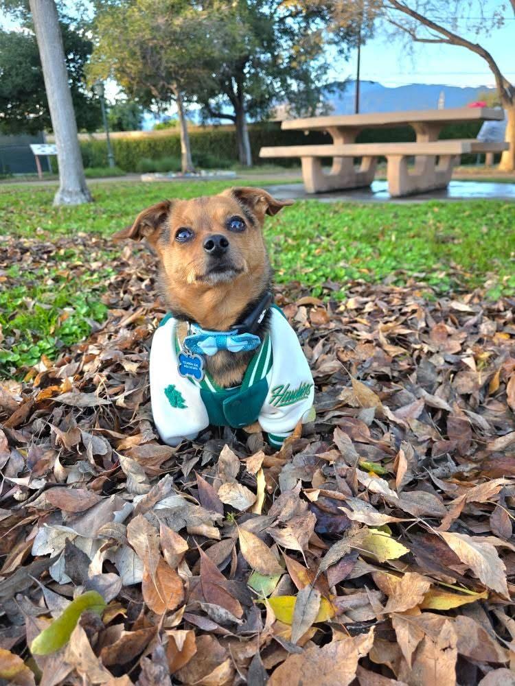 Stranger Things x maxbone Hawkins High Varsity Bomber Dog Jacket