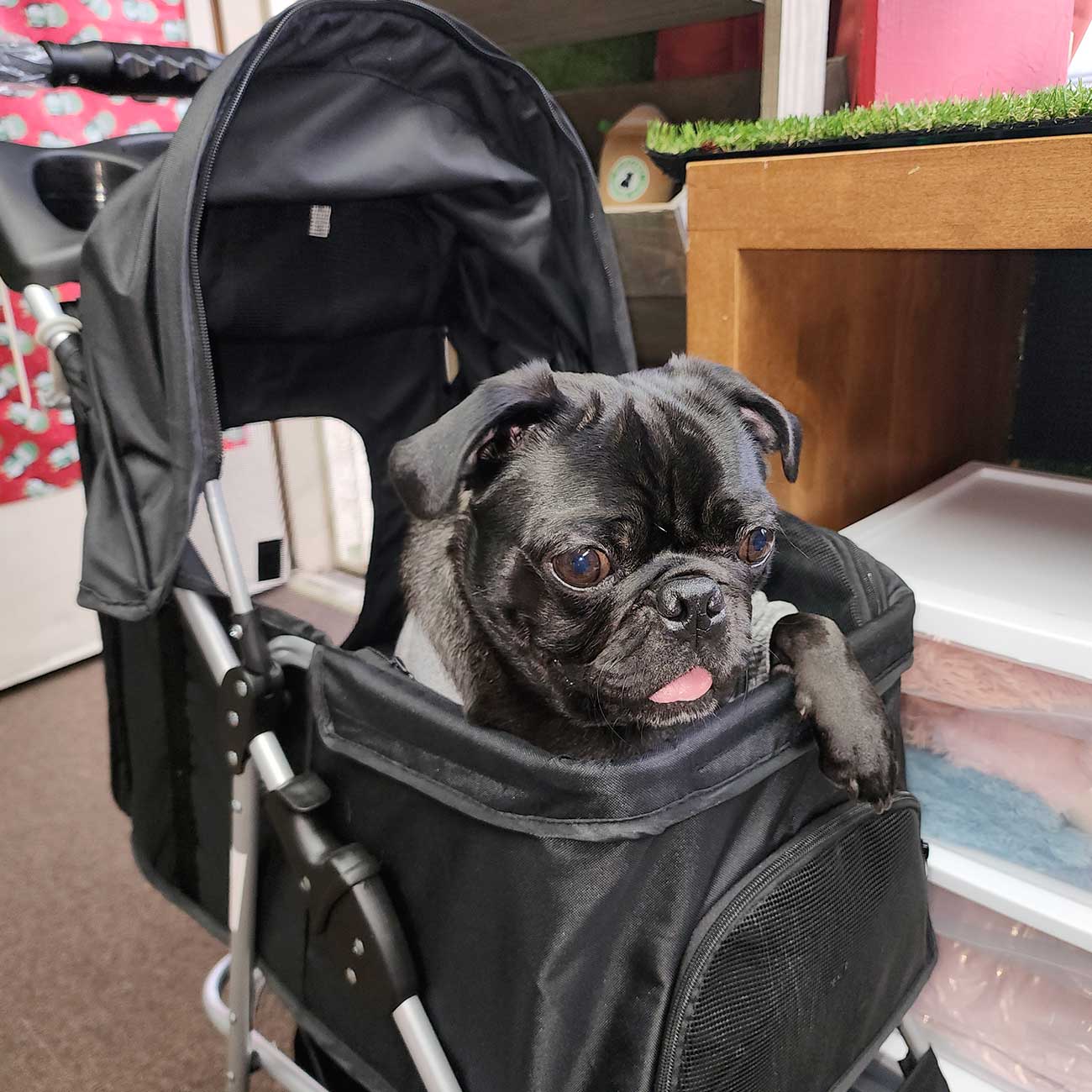 Mr. Peanut's Basics Pet Stroller - Durable and Convenient