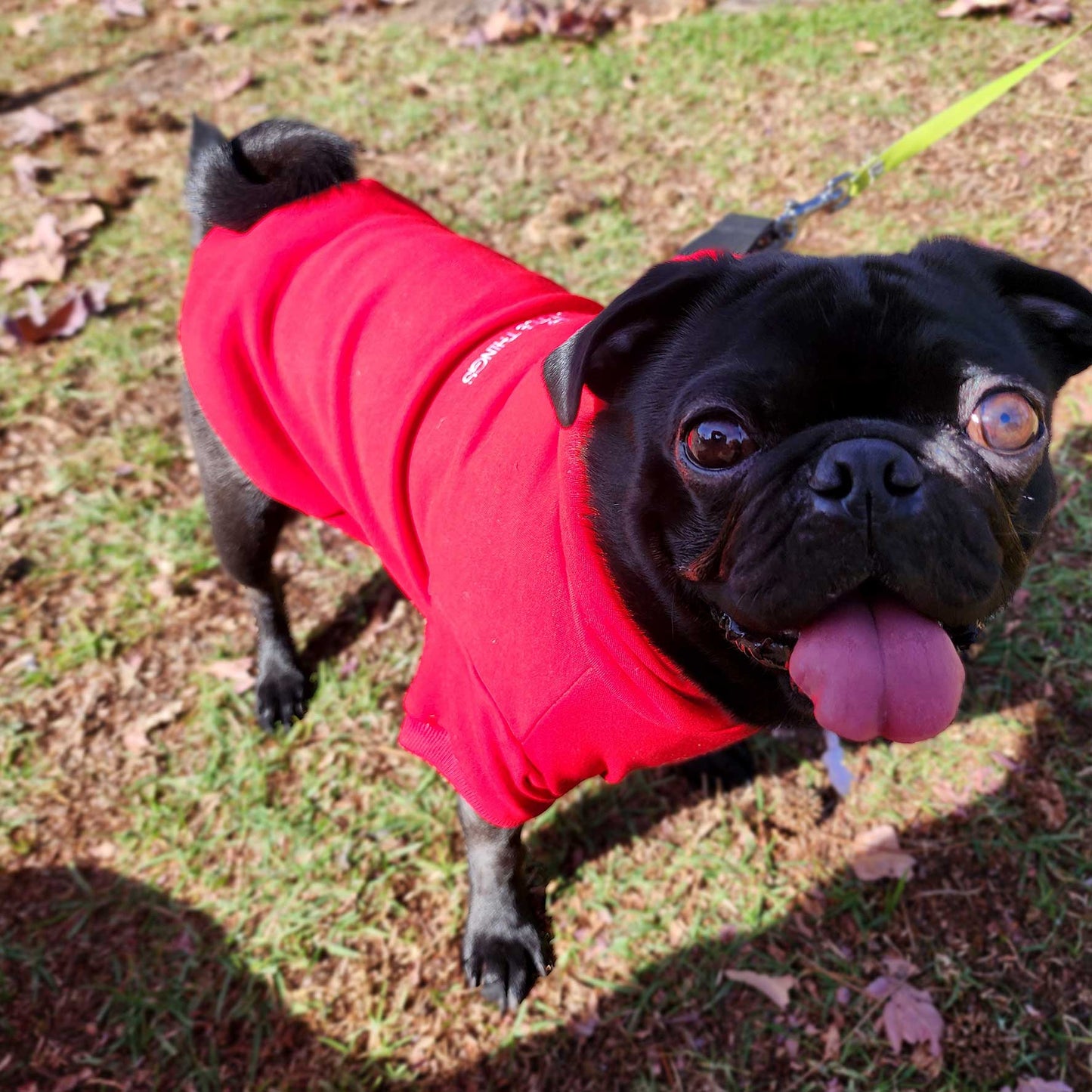 Pawty Little Things Pet Sweatshirt with Hoodie