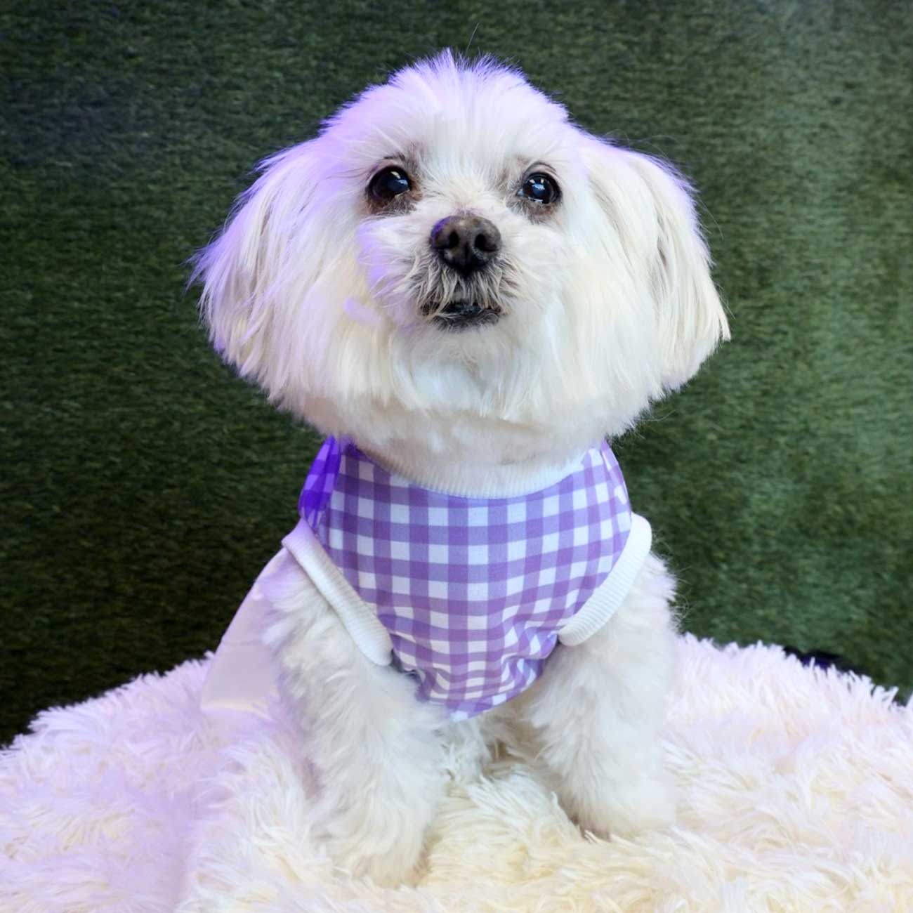 Charming Purple and White Pet Shirt
