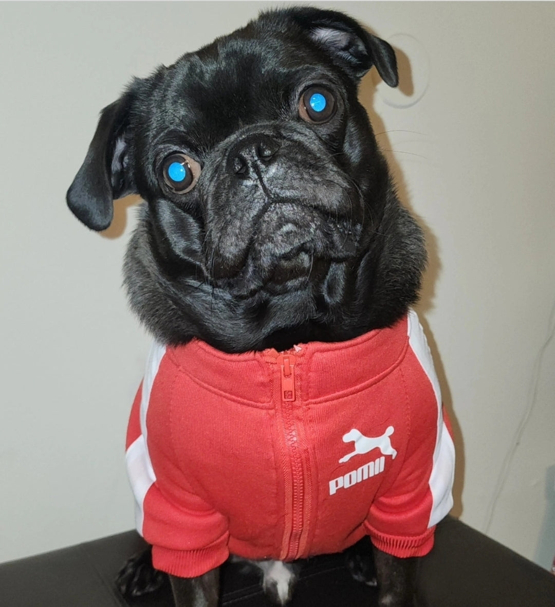 Puma Pet Sweater