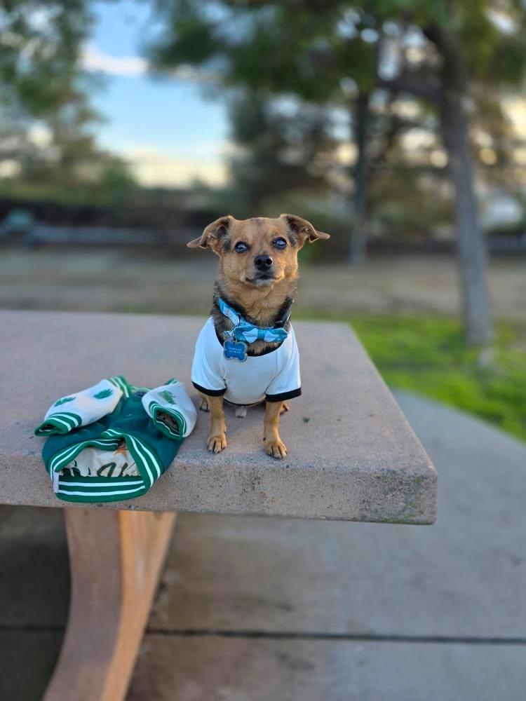 Stranger Things x maxbone Hellfire Dog T-Shirt