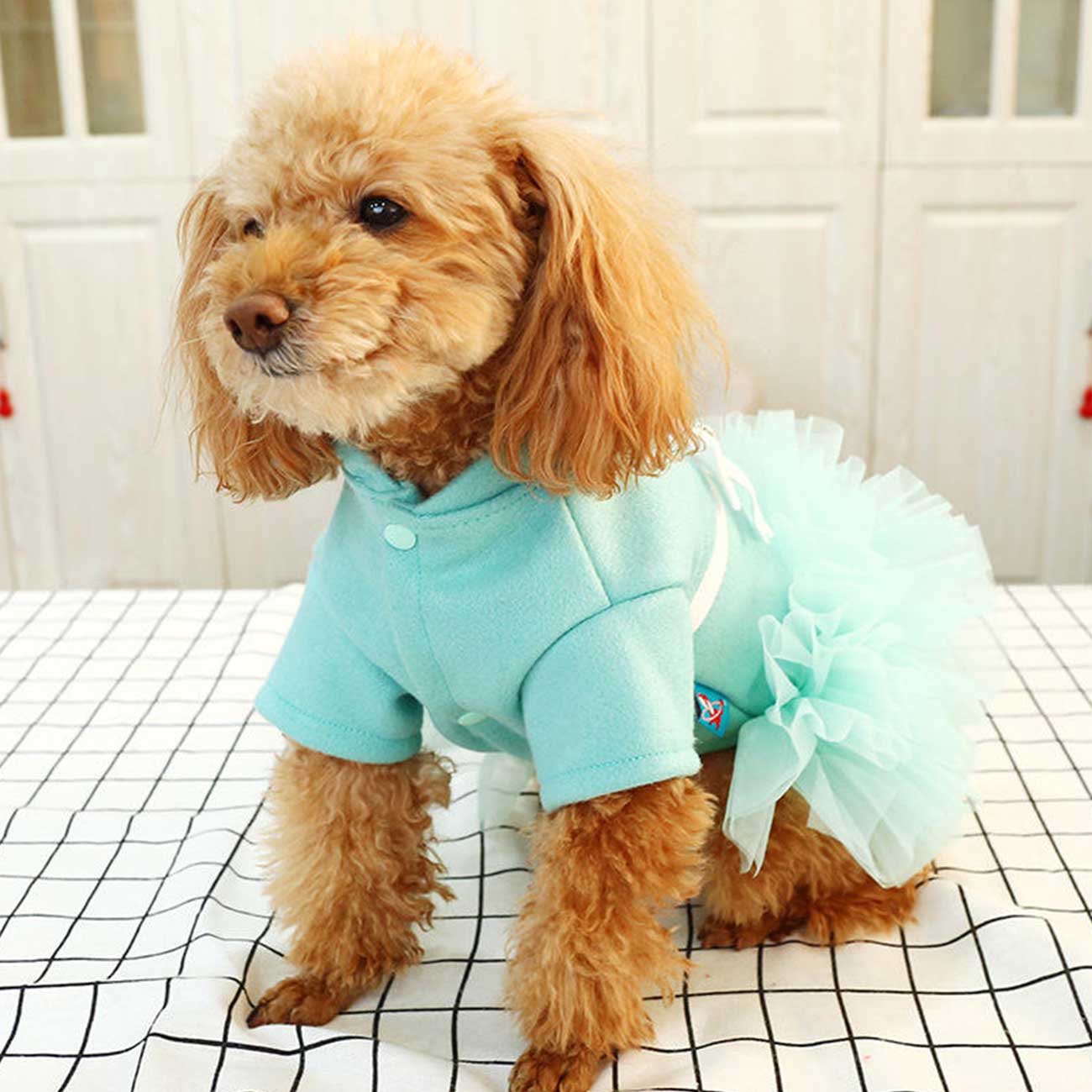 Small dog wearing a light blue outfit with a fluffy white skirt on a checkered floor.
