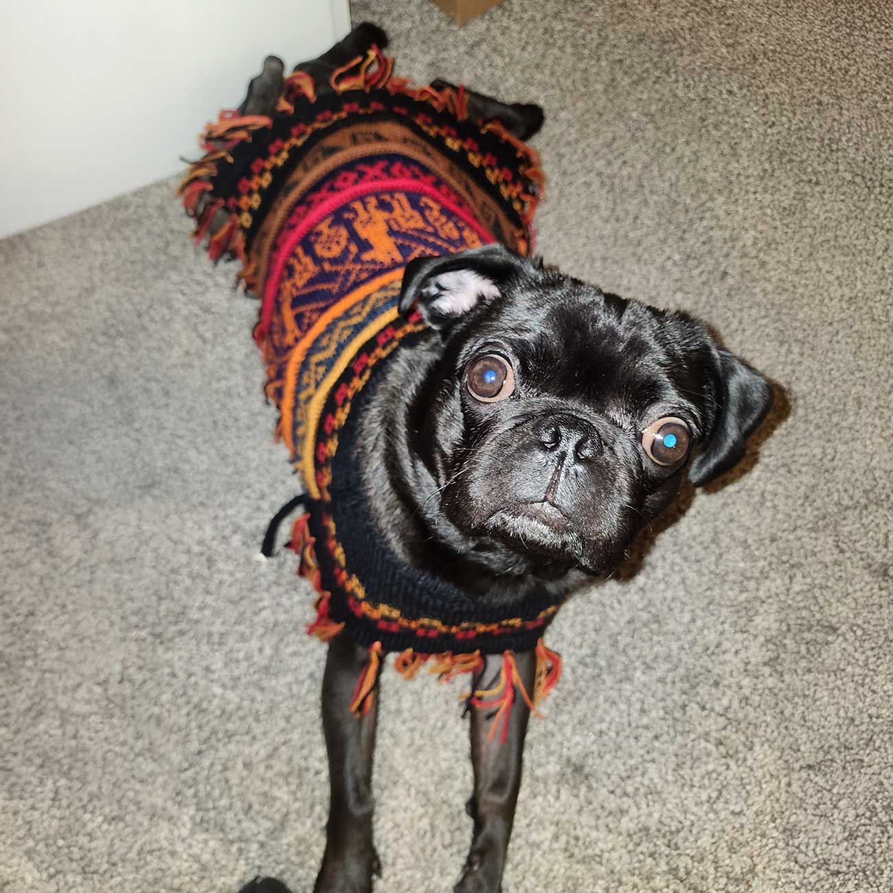 Alpaca Pet Poncho - Stylish and Cozy Apparel for Your Pet