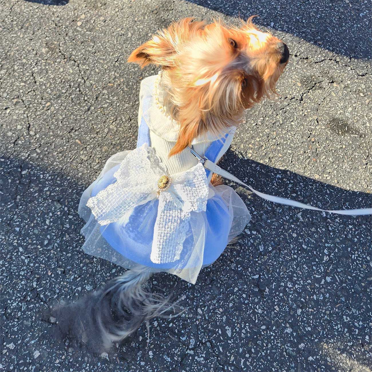 Blue and White Dog Dress with White Ribbon - Stylish Attire for Small Pets