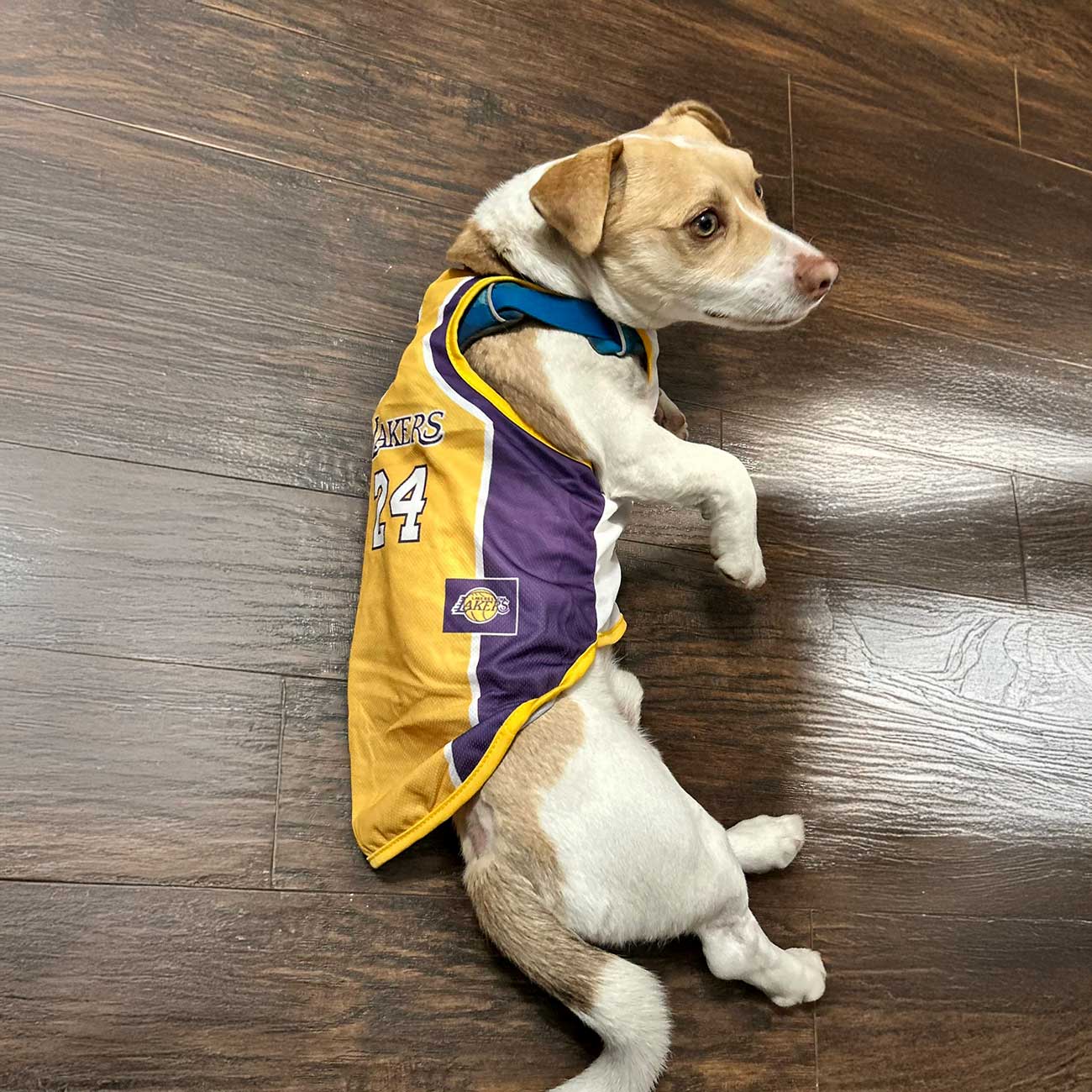 Pet Lakers Jersey