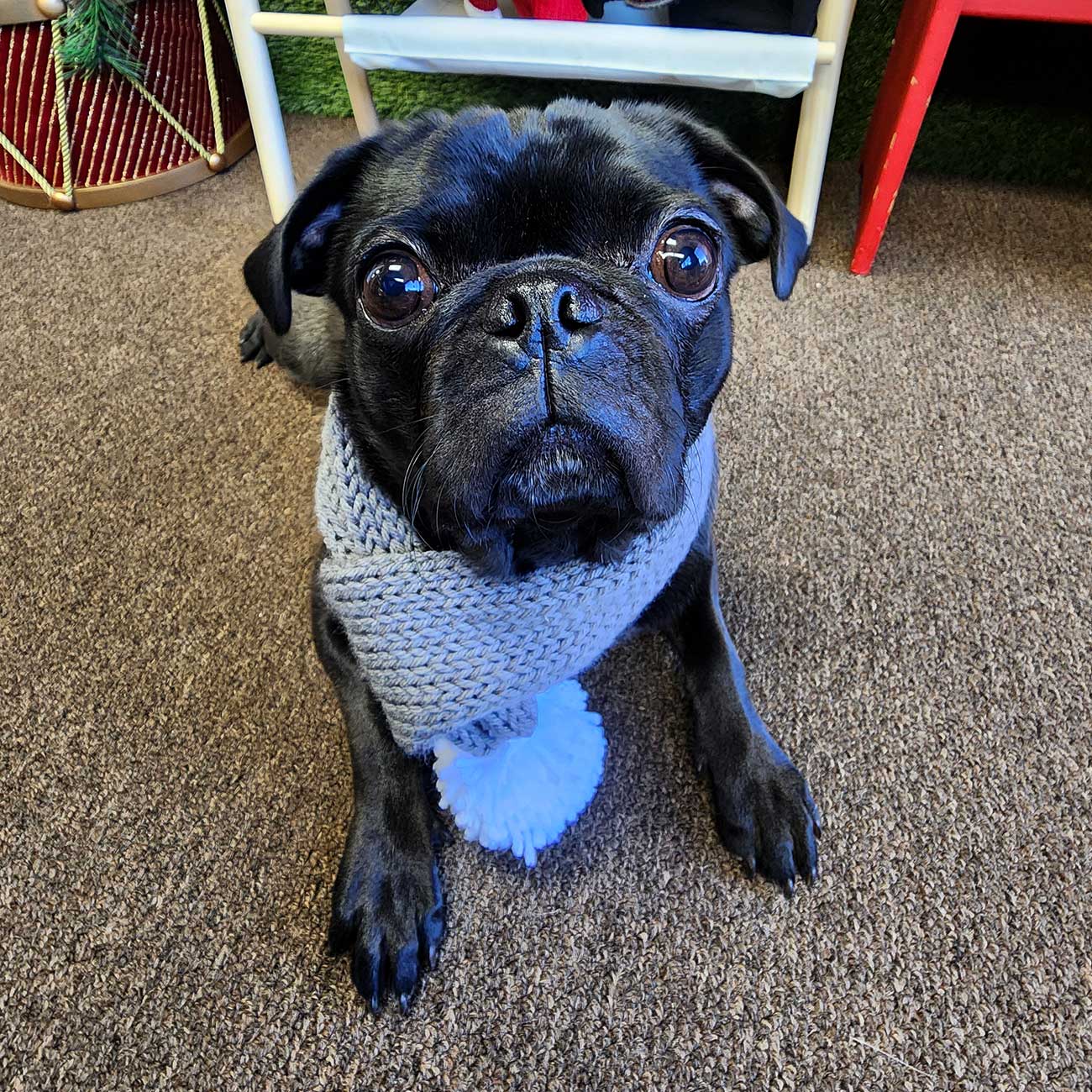 Cozy Pet Scarf - Warm and Comfortable Neckwear for Pets