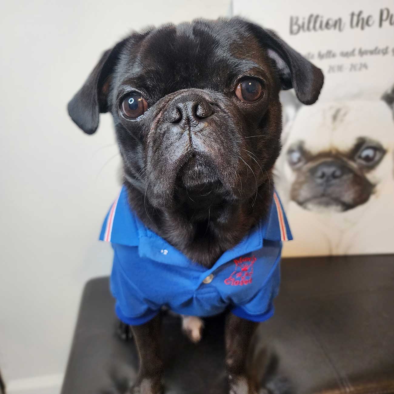 Stylish Max's Closet Pet Polo