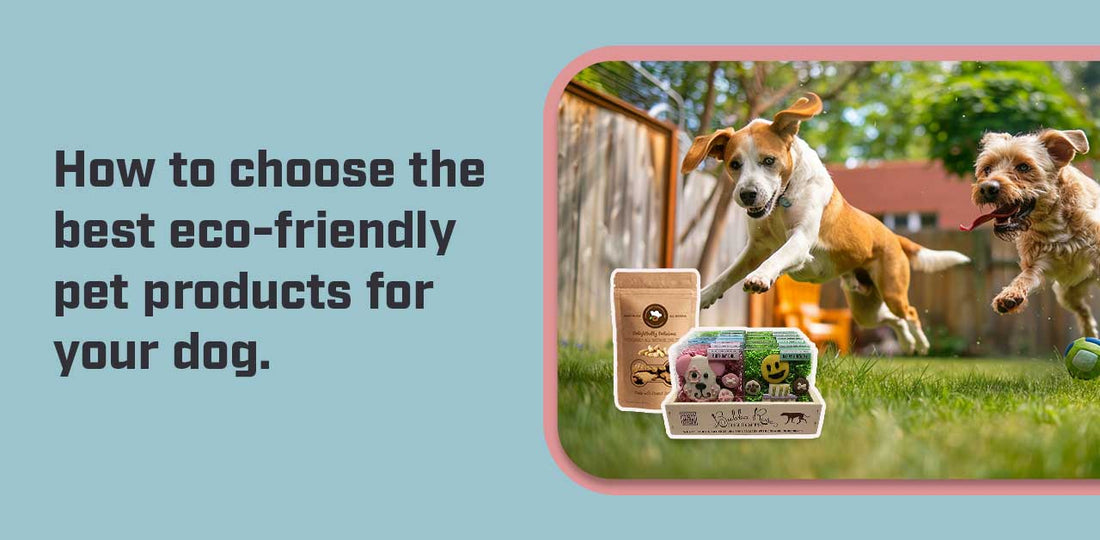 How to choose the best eco-friendly pet products for your dog.