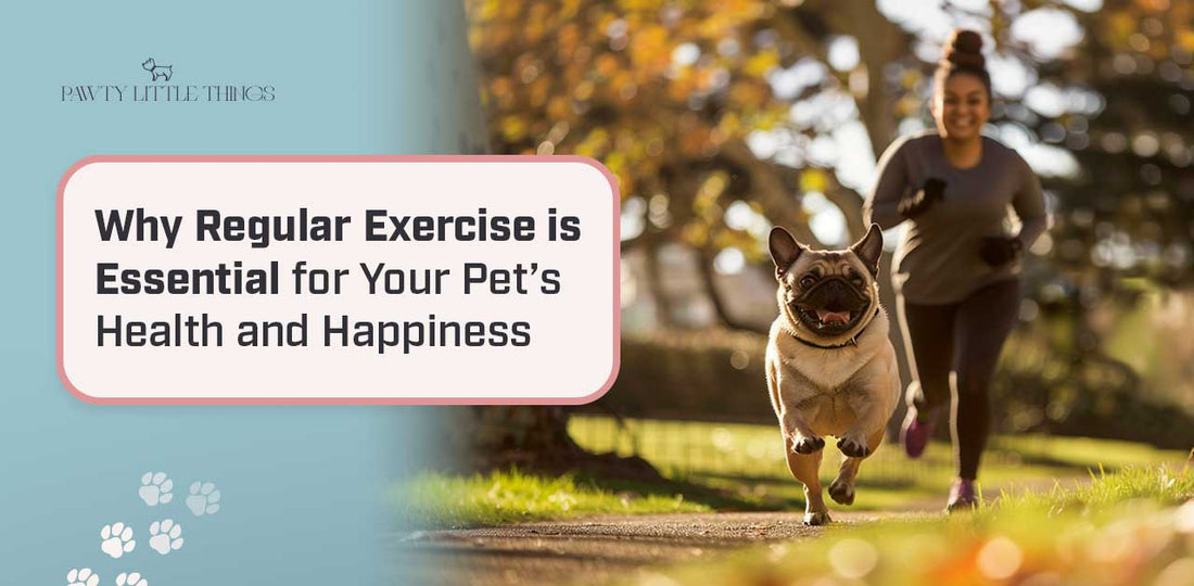 Why Regular Exercise is Essential for Your Pet’s Health and Happiness