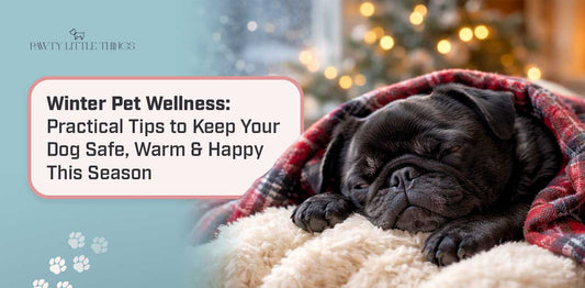 Winter Pet Wellness: Practical Tips to Keep Your Dog Safe, Warm & Happy This Season