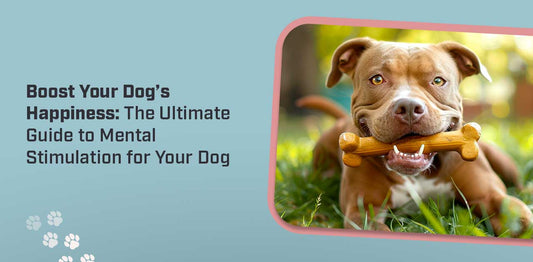 Boost Your Dog’s Happiness: The Ultimate Guide to Mental Stimulation for Your Dog