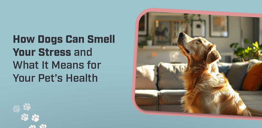 How Dogs Can Smell Your Stress and What It Means for Your Pet’s Health