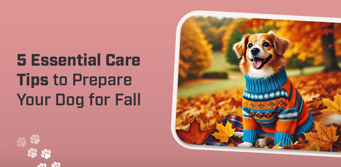 5 Essential Care Tips to Prepare Your Dog for Fall