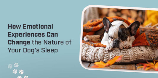 How Emotional Experiences Can Change the Nature of Your Dog's Sleep