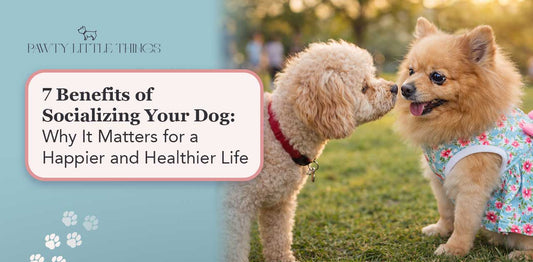 Two dogs calmly socializing in a park, showing positive behavior and interaction.