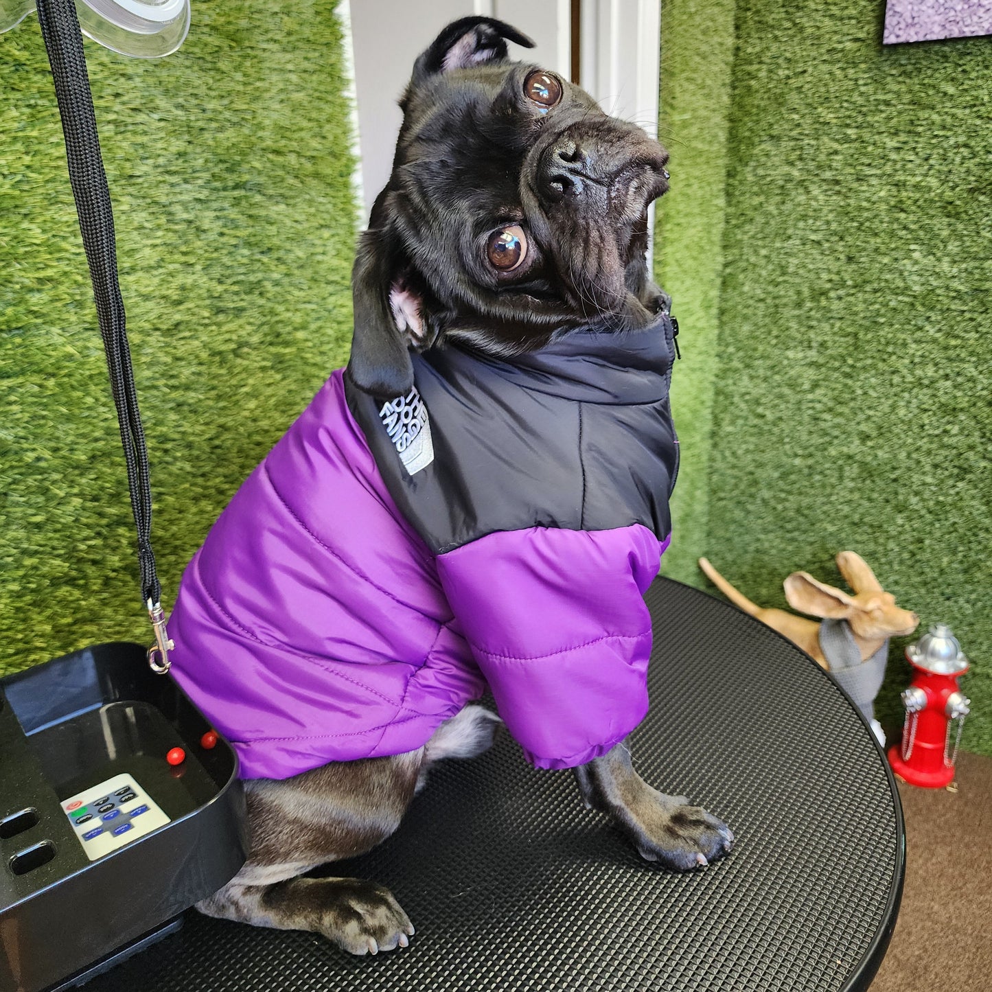 The Dog Fans Jacket