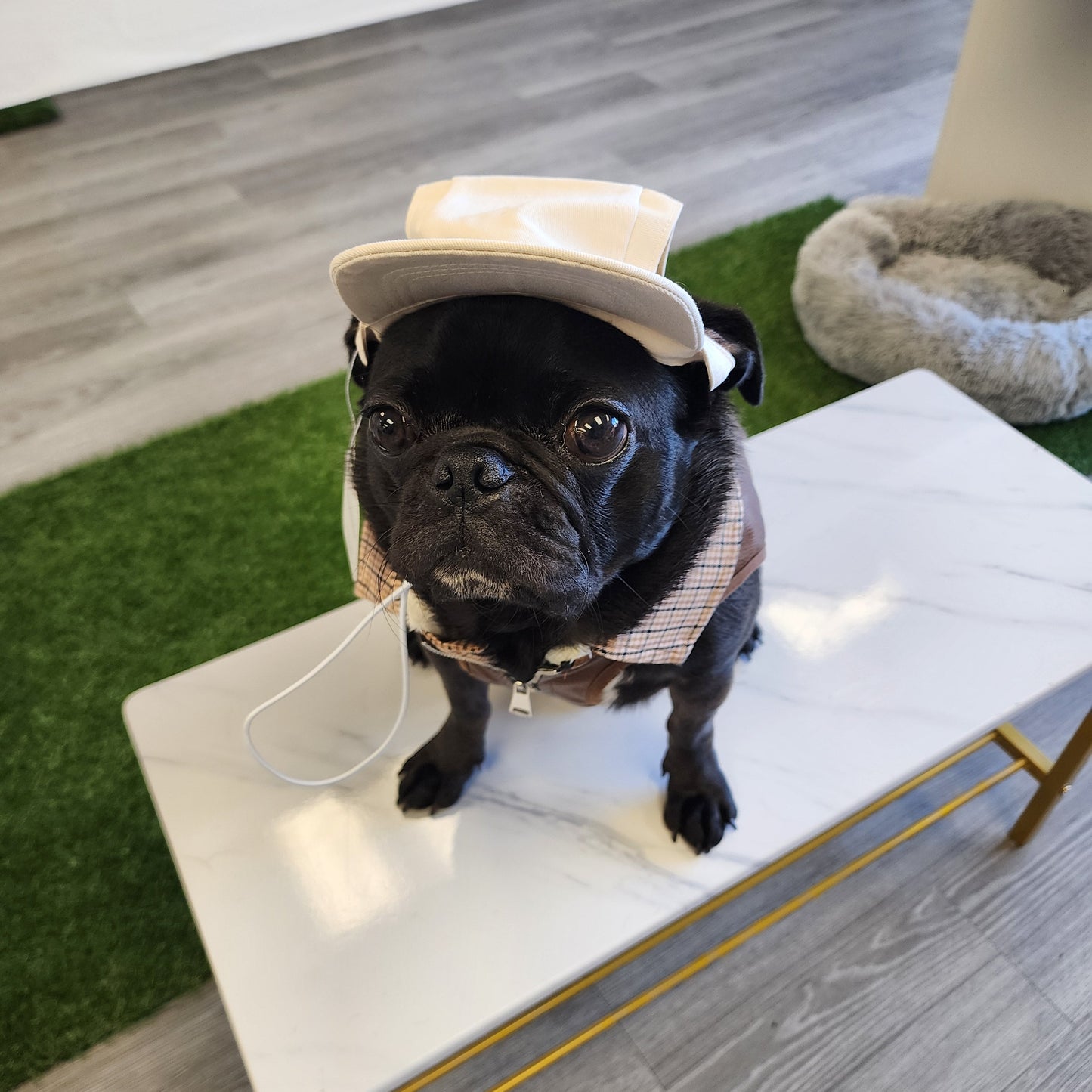 Furever Pet Hat