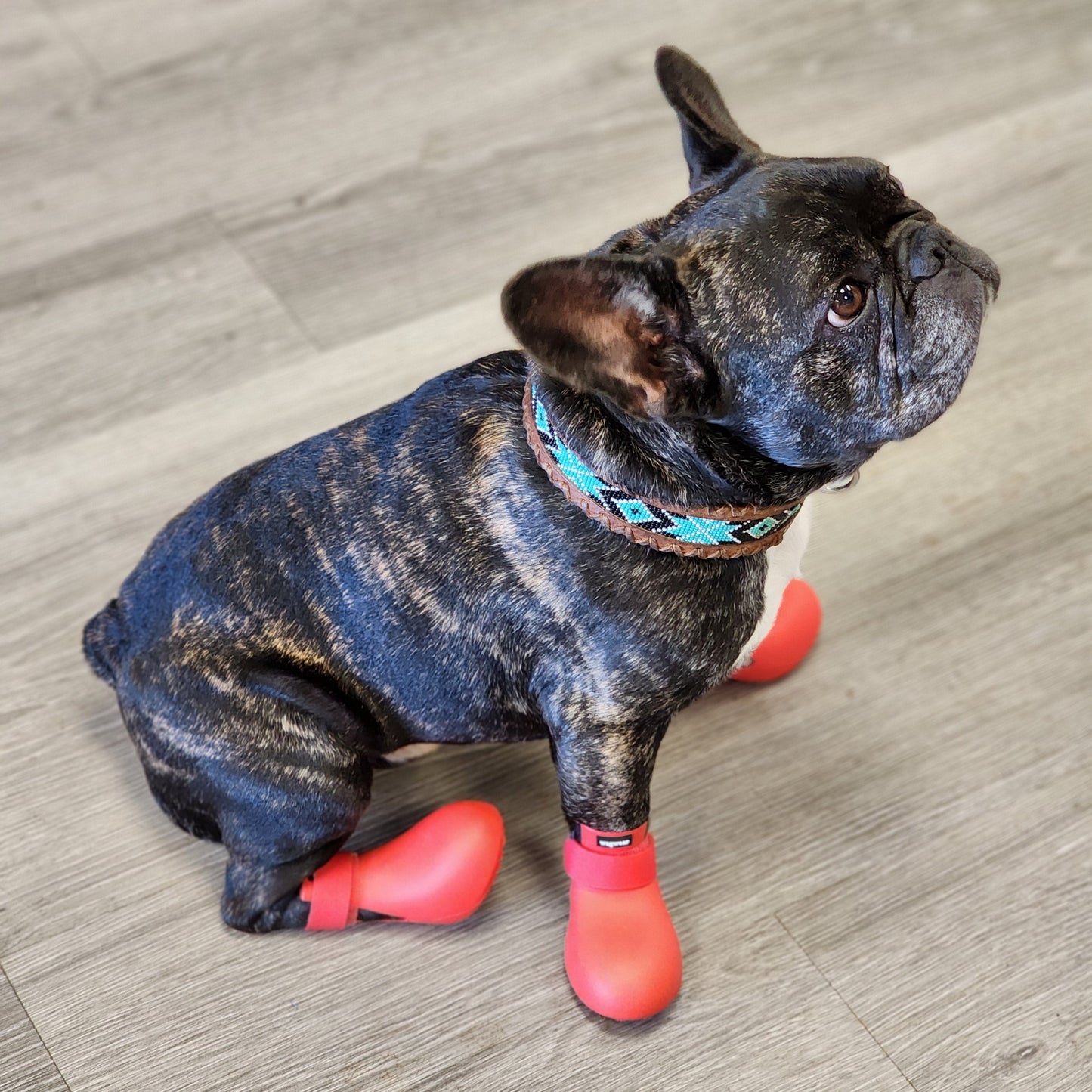 WAGWELLIES® Rubber Dog Boots (No-Hole Design) – Waterproof Paw Protection for All Weather