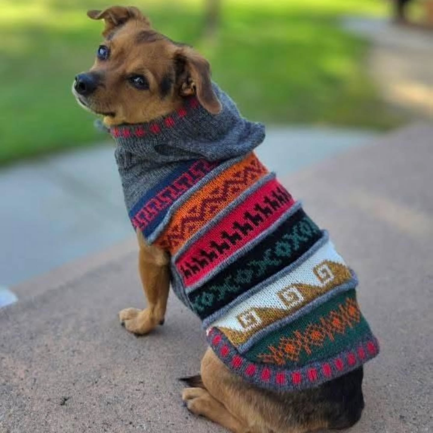 Peruvian Alpaca Pet Hoodie - Stylish and Cozy Apparel