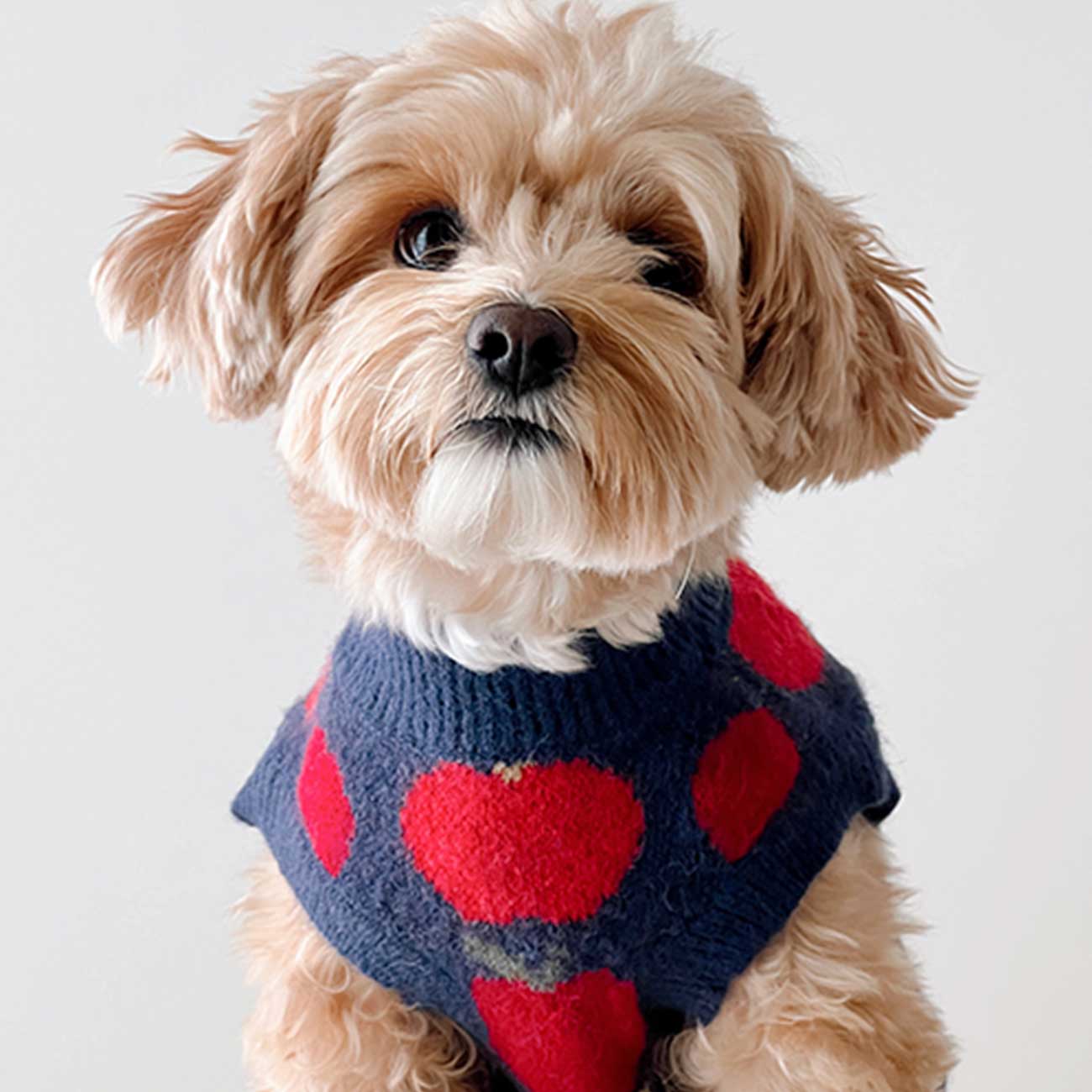 Small dog wearing a blue sweater with red apple patterns on a white background