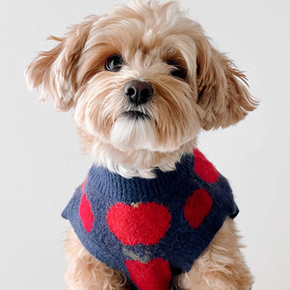 Small dog wearing a blue sweater with red apple patterns on a white background
