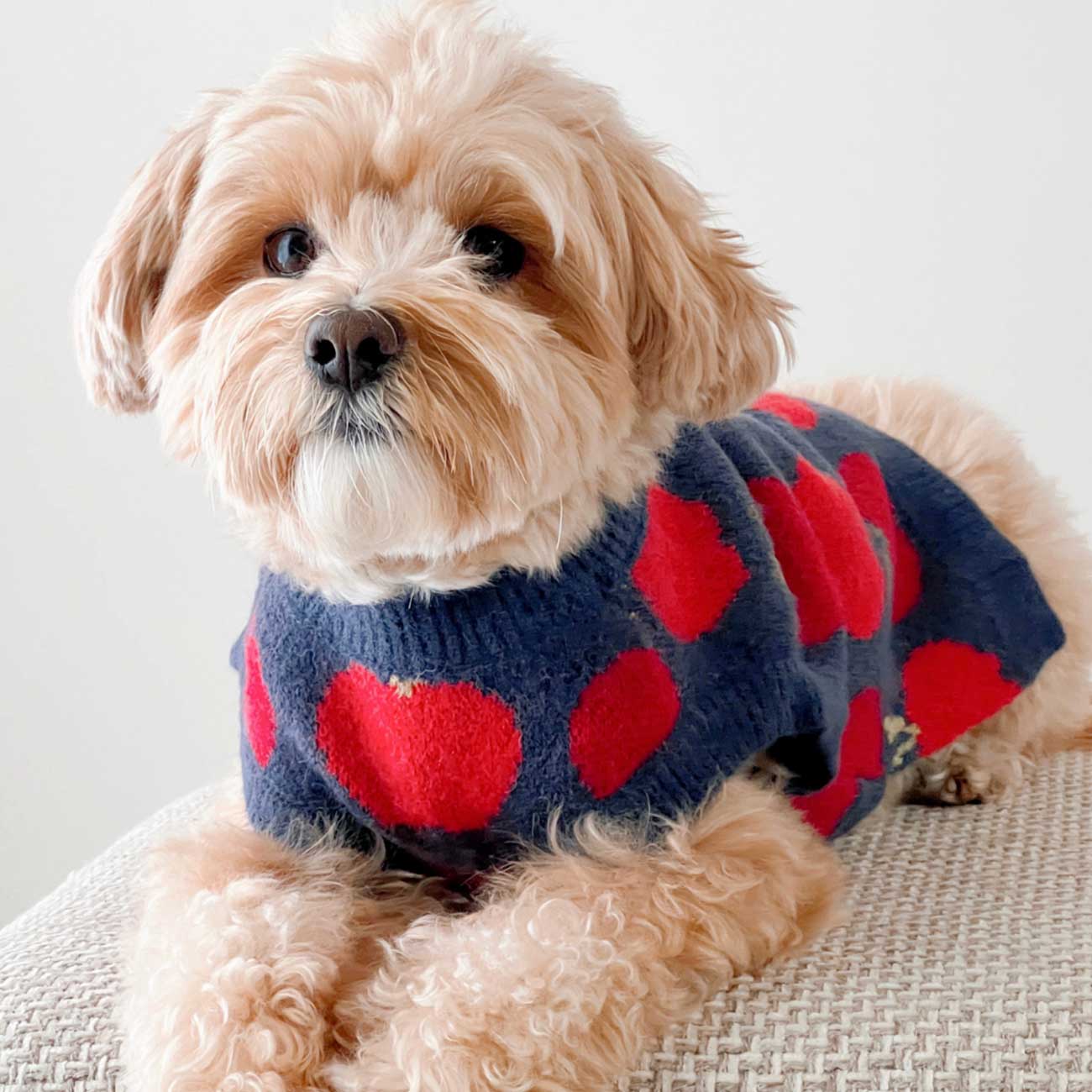 Small dog wearing a blue sweater with red apple patterns on a light background