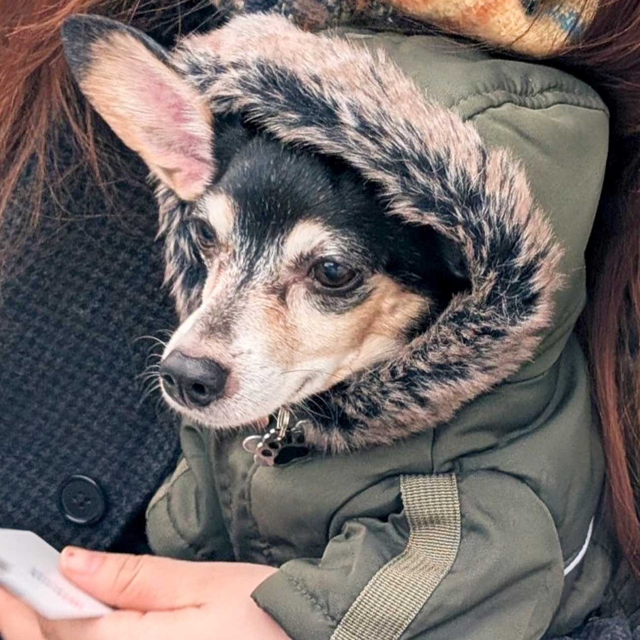 Cozy Army Green Raincoat Hoodie for Pets