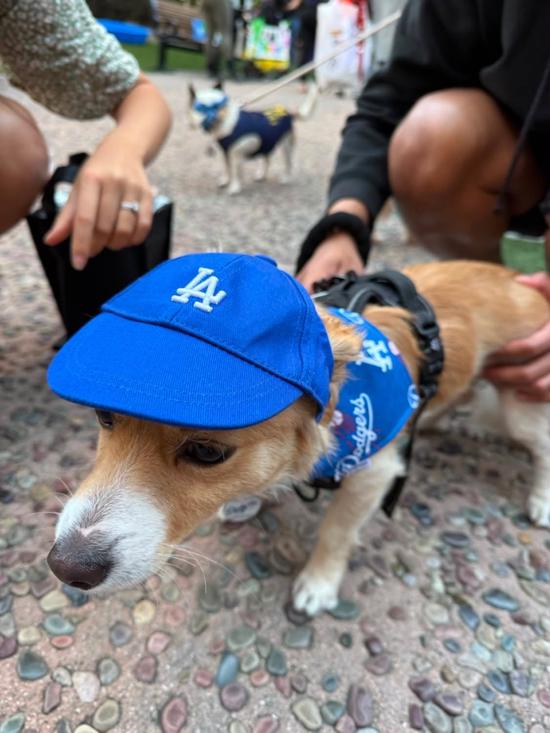 Blue LA Hats, Small