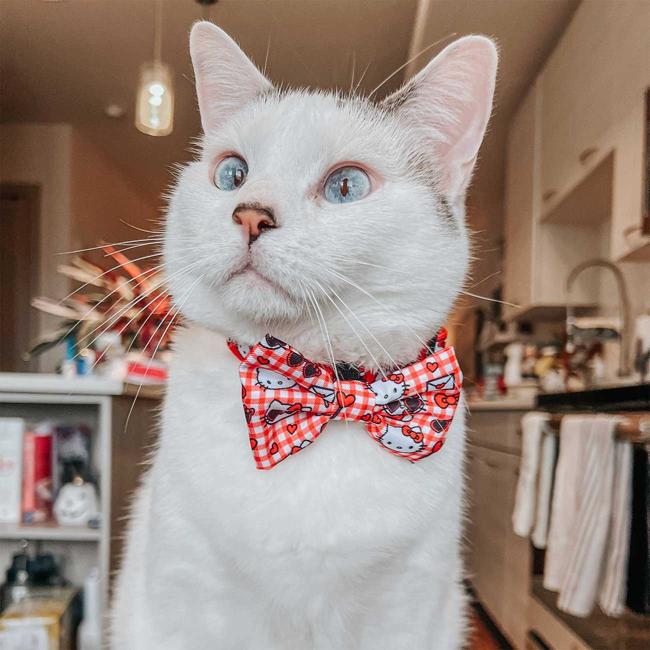 Cat_Collar_Hello_Kitty_Red_Classic_white_cat_model
