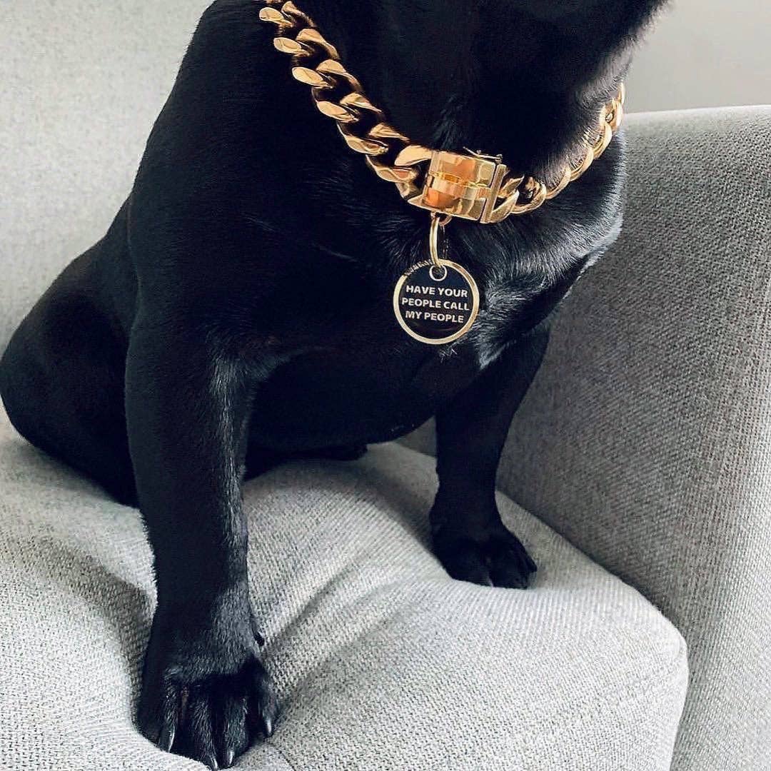 Black dog wearing a gold chain collar with a tag on a gray couch