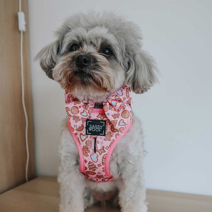 Small dog wearing a pink gingerbread-themed harness with 'Sassy Pooch' branding.