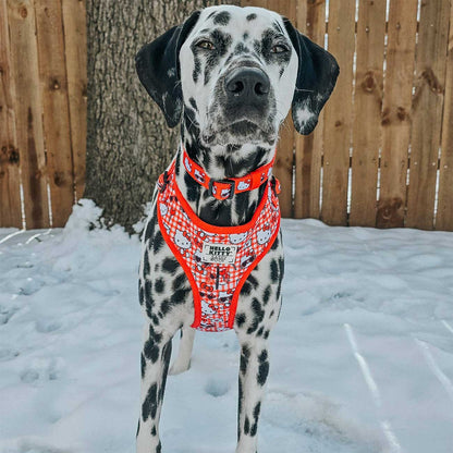 Dalmatian dog wearing a red harness with a pattern in the snow