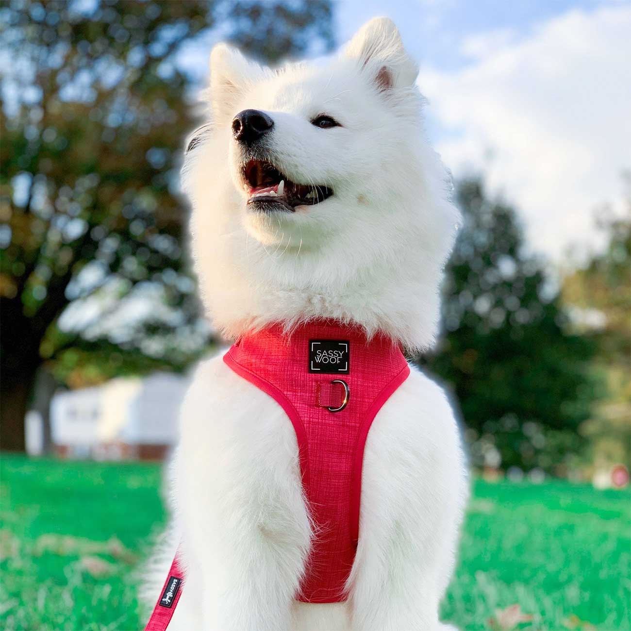 White dog wearing a red harness in an outdoor setting with green grass and trees.